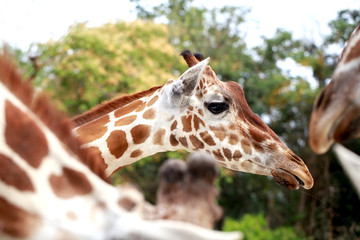 face of giraffe in portrait style