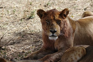 TANZANIA - SERENGETI - YOUNG LION STAINED WITH BLOOD