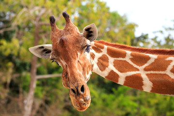 face of giraffe in portrait style