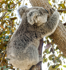 Baby koala, Magnetic Island, Australia