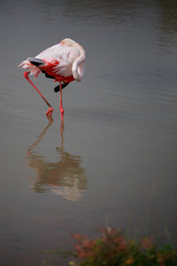 Flamingo is  standing in a pool and relax itself