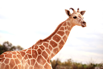 Obraz premium Giraffe is standing in safari