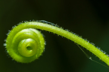 Soft young fern in the park