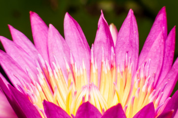 Closeup Lotus flower in the park.