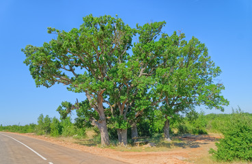 Fototapeta premium Big old oak tree near the asphalt road in the Dalmatian hinterland in Promina County at Dalmatian Zagora in Croatia
