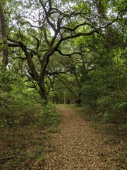 footpath in the woods