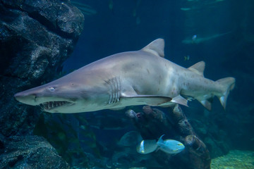 Fototapeta premium Closeup of Shark swimming in water