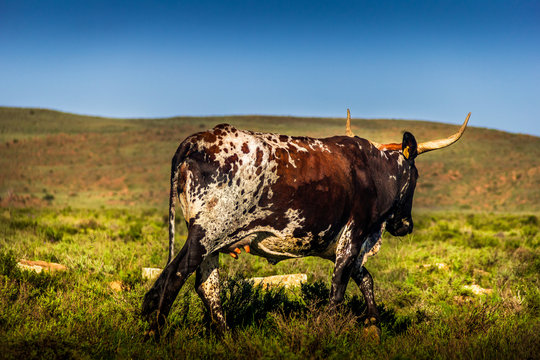 Nguni Cow in the Karoo