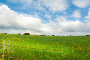 Fototapeta na wymiar Blue sky and green meadow in springtime