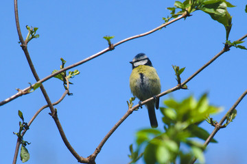 Blue titmouse