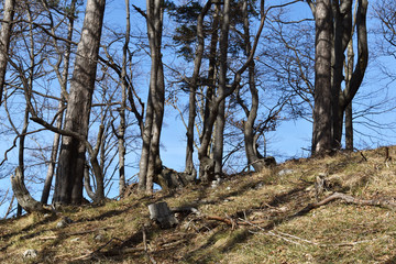Wald im Fr&uuml;hling, Buchen am Grat des Berges