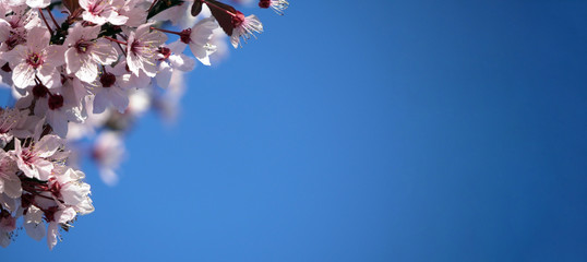 Floring tree with red or pink flowers in spring. flowers close-up, screensaver or background with the smell of spring. Beautiful cherry blossom sakura