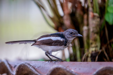 The mappie bird is standing on fish bowl