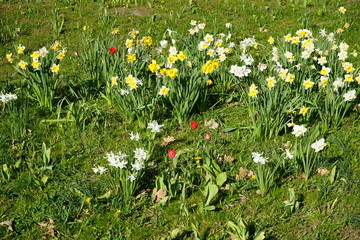 Sonnige Blumenlandschaft mit Narzissen und Tulpen