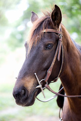 Fototapeta premium beautiful brown horse is standing on ground