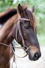 beautiful brown horse is standing on ground