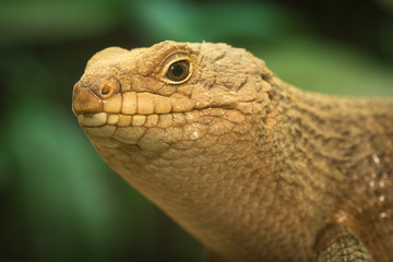 Brown skink.