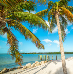 Fototapeta na wymiar Palm trees and white sand in Florida