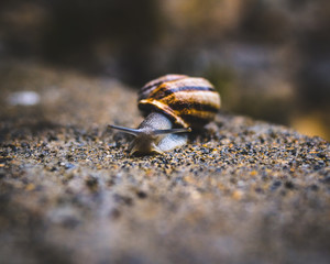 Snail 