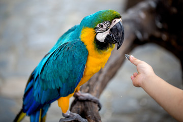 someone gave food or sunflower seeds to macaw bird