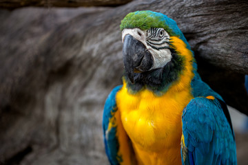 Beautiful macaw bird is hanging on branch