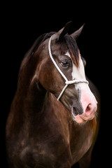 Stunning black horse stallion mare portrait with halter on black background.