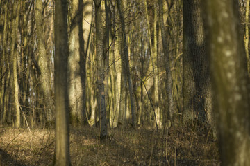 wood texture background