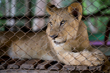 Young lioness is lying in cage