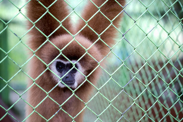 Unhappy gibbon in the cage
