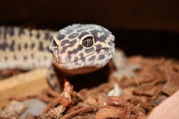 Gekon lamparci © Tomasz