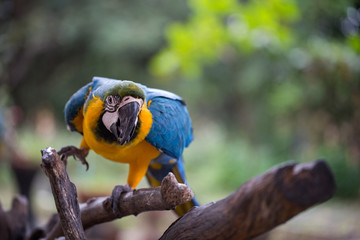 Beautiful blue and yellow macaw on branch