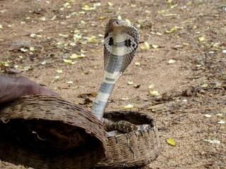 COBRA WITH SNAKE ENCHANT