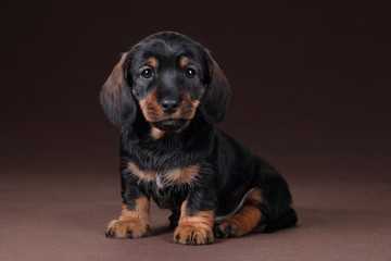 Cute dachshund puppy sitting on a brown background
