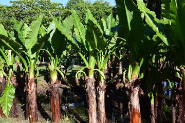 A group of palm trees