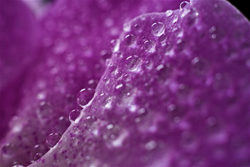 close up of orchid with water droplet on flowers petal