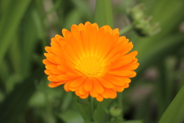 orange marigold flowers in the garden