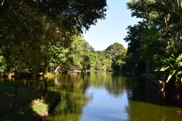 A tree next to a body of water