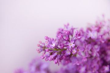 Obraz premium lilac flowers on white background. A branch of blossoming lilac (syringa) flowers. Lilac background. Lilac closeup.
