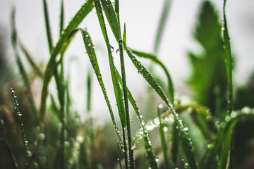 Plant Leaves