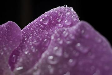 macrophotography of orchid with dew on flowers petal