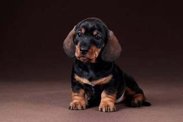 Cute dachshund puppy sitting on a brown background