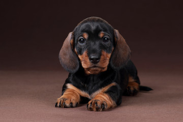 Cute Dachshund puppy lying on a brown background