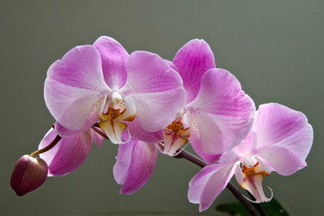 Orchid bloom in springtime