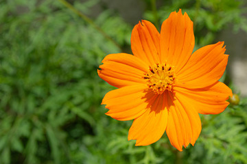 orange flower in the garden