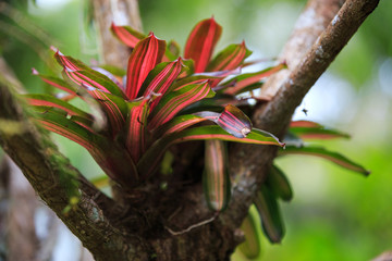 Beautiful colored pineapples planted  or urn plants on the stump.