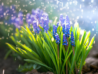 Muscari flowers. Glade of purple flowers. The first spring flowers in the garden. Photos of flowers in the meadow. Rain and sun