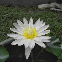 flower, daisy, white, nature, plant, yellow, spring, summer, flora, garden, macro, petals, green, bloom, flowers, beauty, petal, blossom, daisies, floral, beautiful, camomile, lotus