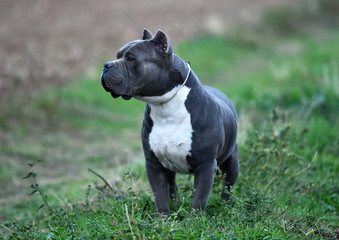 a strong american bully dog