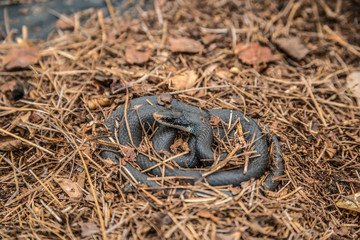 Black rat snake
