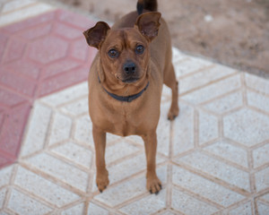 Brown dwarf pinscher for a walk